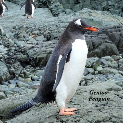 Gentoo Penguin